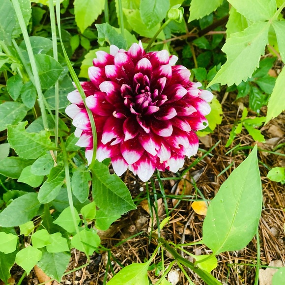 Please bundle any 4 Target brand items for $20! - Picture 1 of 1